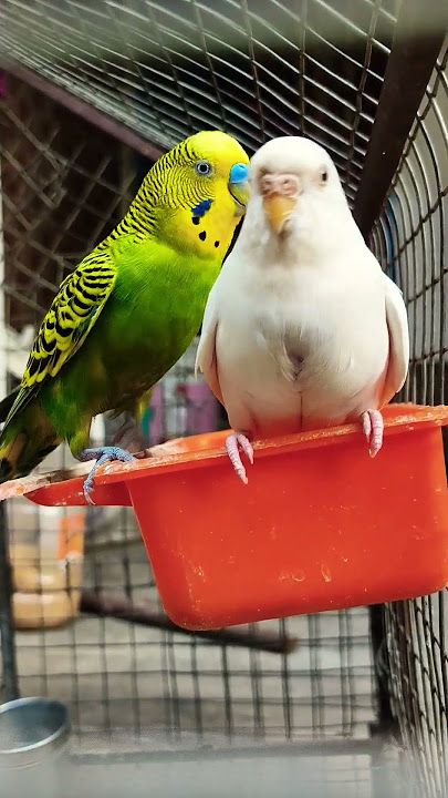 budgies family😊✨🐦 #birds #budgies #parrot