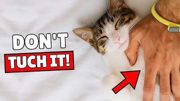 Never Rub Your Cat’s Belly Until You Watch This!