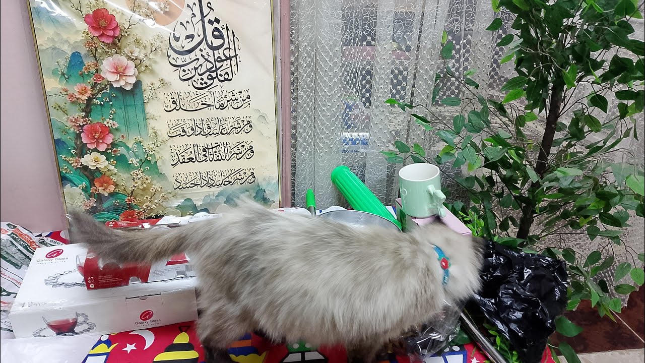 كان لازم اشتريهم قبل العيد عشان اجدد شقتي واخليها شقه عروسه 