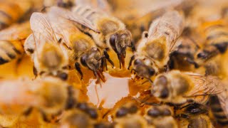 The making of orange blossom honey // Arcadia, FL // Old Florida Bee Company