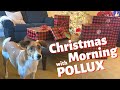 ADOPTED DOG'S FIRST CHRISTMAS MORNING ~ SANTA CAME TO SEE POLLUX