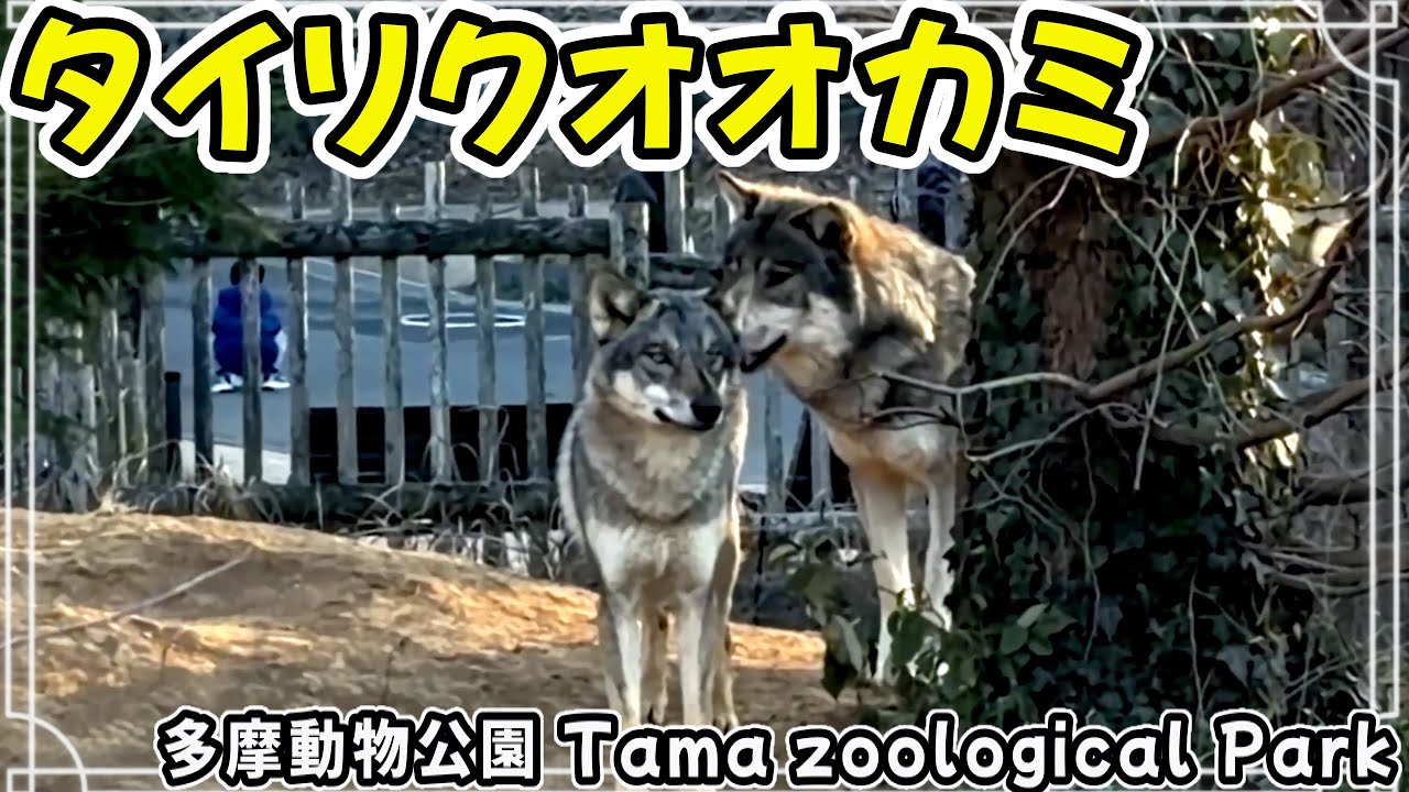 タイリクオオカミ 多摩動物公園 / Common wolf (Tama Zoological Park)
