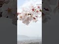 兵庫県内の桜の名所を紹介する写真企画「彩前線」を連載中。★コメント欄のリンクからこれまでの写真、記事を見ることができます★