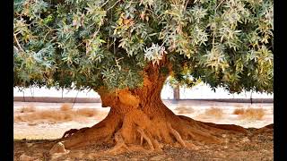 ১৫০০ বছর যাবত জর্ডানের মরুভূমিতে দাঁড়িয়ে আছে যে গাছ | সাহাবি গাছ | The Blessed Tree