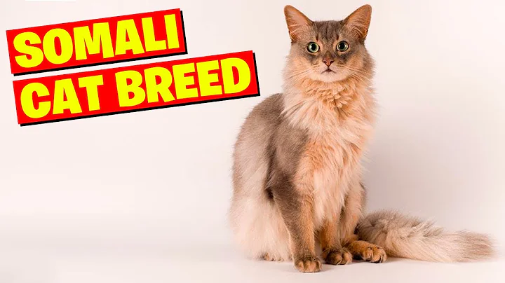 Video 3517401: somali cat breed