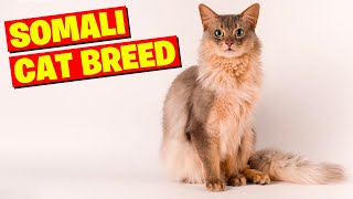 Somali Cat Breed 101 All You Need to Know