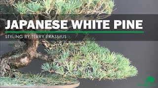 Japanese White Pine Bonsai Makeover