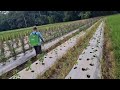 FARMERS’ SECRET METHOD TO PROTECT CHILI PLANTS FROM PEST ATTACKS! - how to start a farm