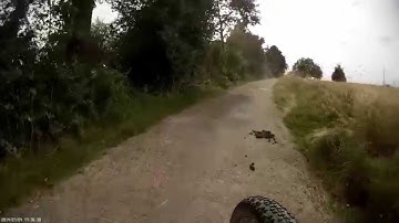 Dogs and Cyclists