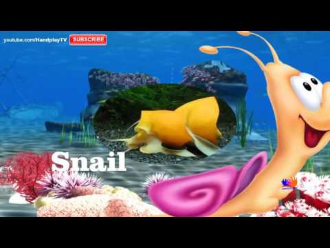 Sea Animals Amazing  Water Animals Names and sounds  Hanplaytv Learn Animals