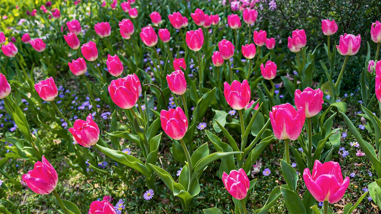 Весеннее цветение 🌿 Лечебная музыкальная терапия для успокоения нервной системы