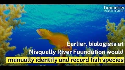 Automatically monitoring fish species with AI