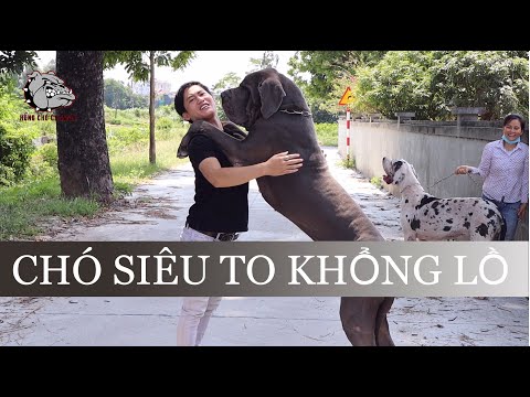 Video: Khởi đầu tươi giúp người vô gia cư… Với thức ăn cho vật nuôi bò tự nhiên?