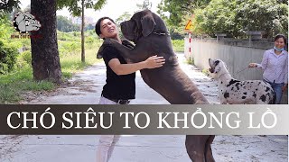 [DOG REVIEW] Giống chó siêu to khổng lồChó Great Dane 'Scooby Doo' / Hùng Chó Channel