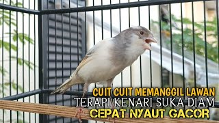 Download Lagu kenari gacor panjang Cuit Cuit EMOSI, Pancingan Kenari Paud Belajar Bunyi, terapi AMPUH Kenari MACET MP3 Download Lagu kenari gacor panjang Cuit Cuit EMOSI, Pancingan Kenari Paud Belajar Bunyi, terapi AMPUH Kenari MACET MP3