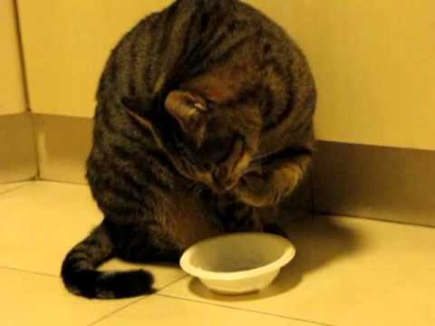 וִידֵאוֹ: החתול לא אוכל טוב: סיבות אפשריות