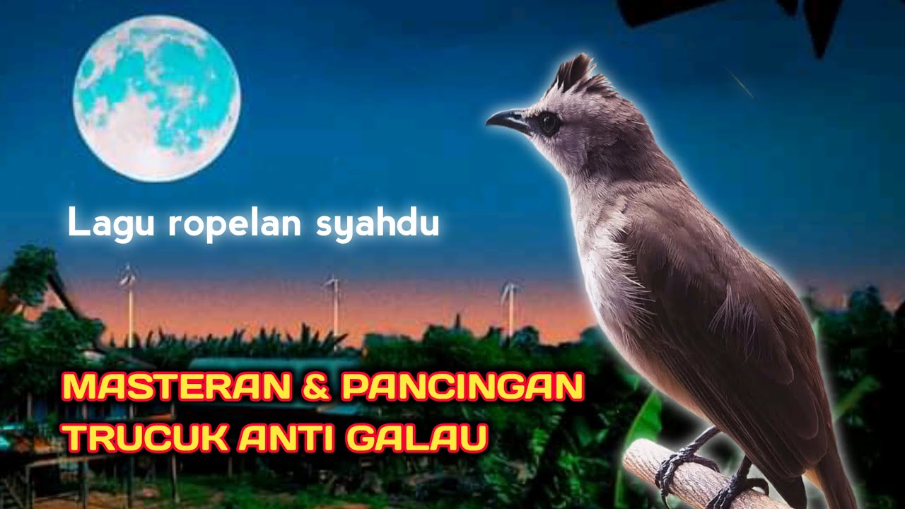 Inilah Burung Trucuk Gacor Ropelan Syahdu Untuk Masteran Dan Pancingan Trucukan Anti Galau