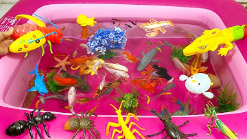 Các Con Vật Dễ Thương,Âm Thanh Các Con Vật.Cá Heo,Cá Mập,Cá Voi,Kiến,Nhện,Bọ Ngựa,Cua,Ghẹ,Animas,Rùa