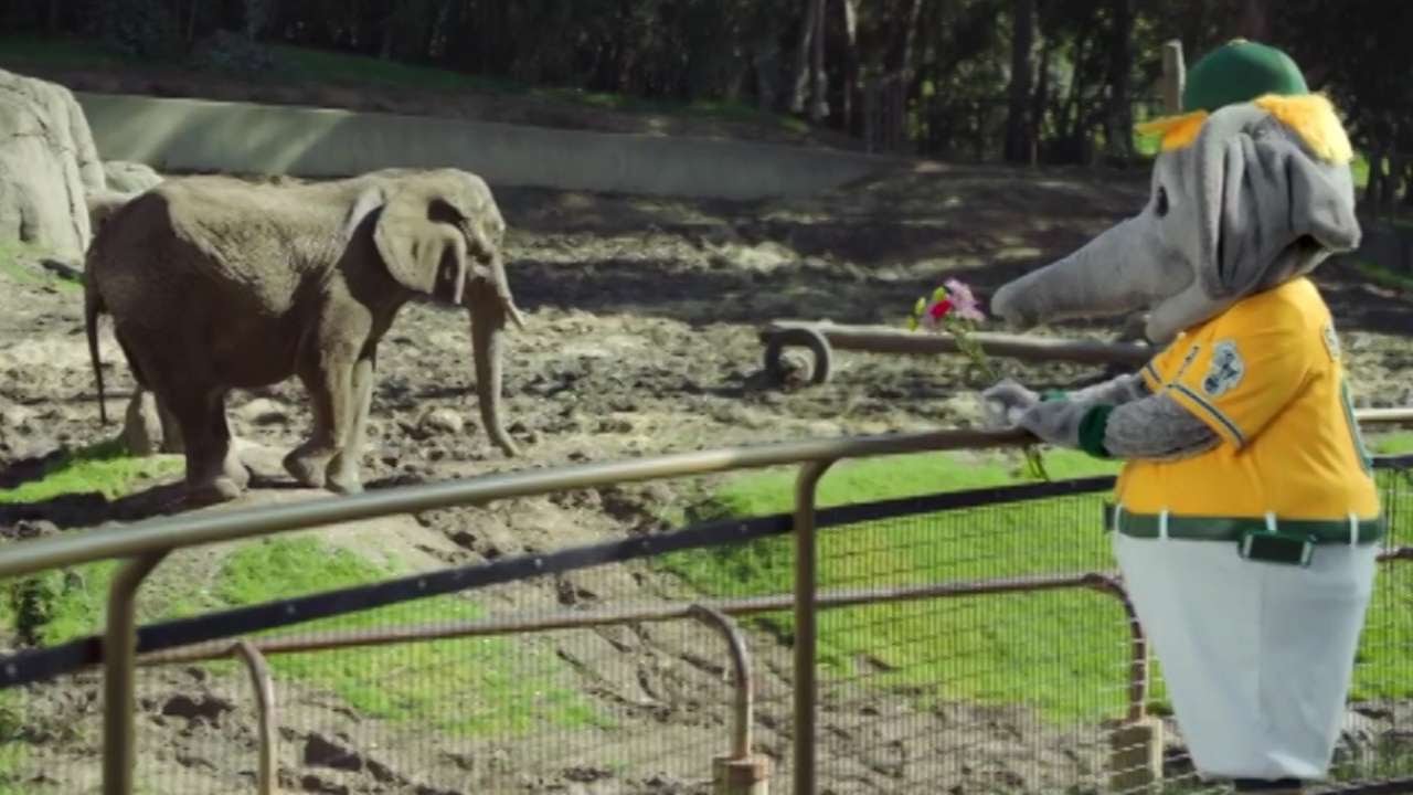 mascot athletics elephant