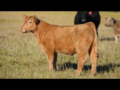Reimann Ranch : Tag 55 - YouTube
