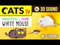 CATS TV - The BEST Mouse Game for CATS 🐭 3 HOURS (Realistic running mouse on cheese 🧀)