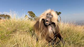 The Secrets of Simien National Park (Nature Documentary)