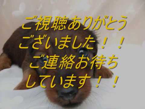 新アイドルグループメンバー募集オーディション