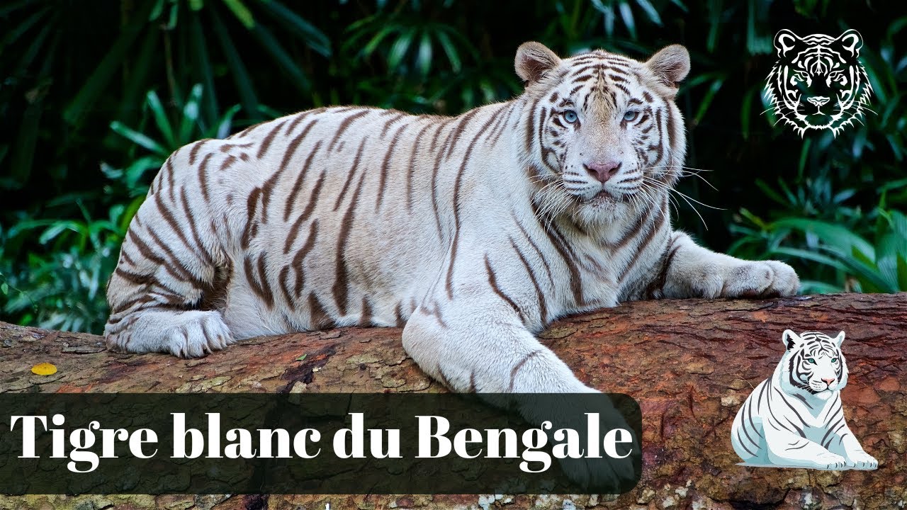 "Découvrez le Tigre Blanc : Une Mutation Rare du Tigre du Bengale"