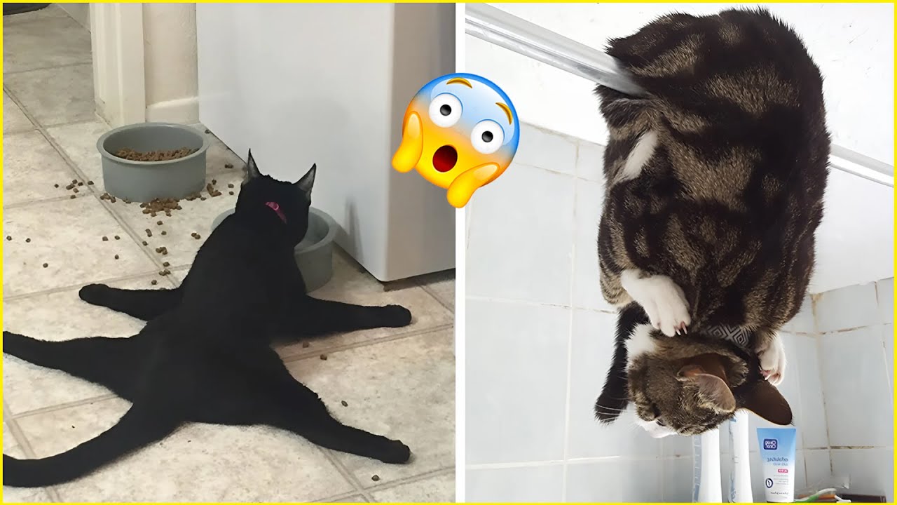 Damn Nature You Crazy | Insane Animal Fails /Animal Fails Compilation! #41