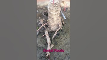 Aerial Roots formation in Banyan Plant #aerialroots #banyantree
