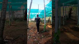 Vietnam Pepper Farming: Cutting Pepper Plants at 15cm #pepperfarm #pepper #kumbuckal #agriculture