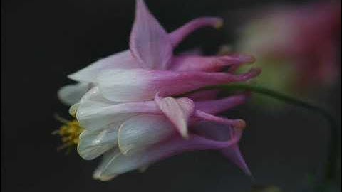 إن قارون كان من قوم موسى- للقارئ عبدالولي الأركاني