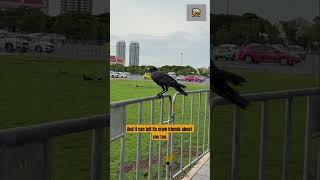 Crows Remember Faces… and They Want Revenge 🧠🐦 Net Worth