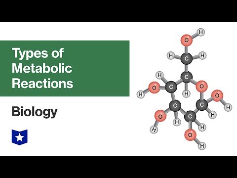 Types of Metabolic Reactions | Biology