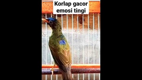korlap gacor penuh emosi || emosi tinggi #kolibrikelapa #shorts
