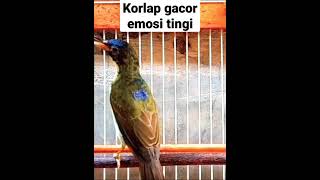 korlap gacor full emosi || emosi tinggi #kolibrikelapa  #shorts