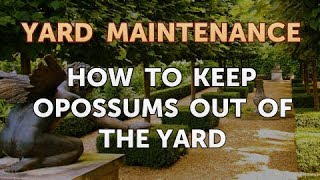 How to Keep Opossums Out of the Yard