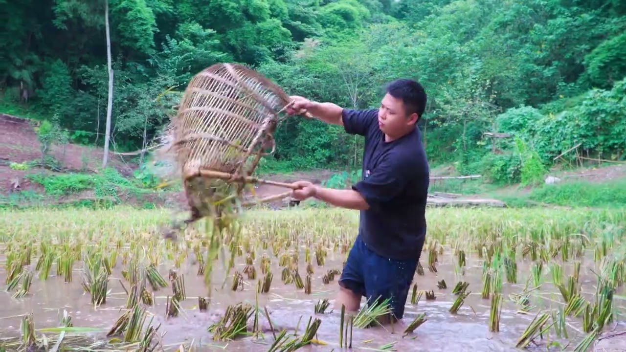 刚刚打完稻谷，妹妹就叫师兄去田里面抓稻田鱼，结果收货满满 #我的乡村生活 #稻田鱼 #童年的回忆