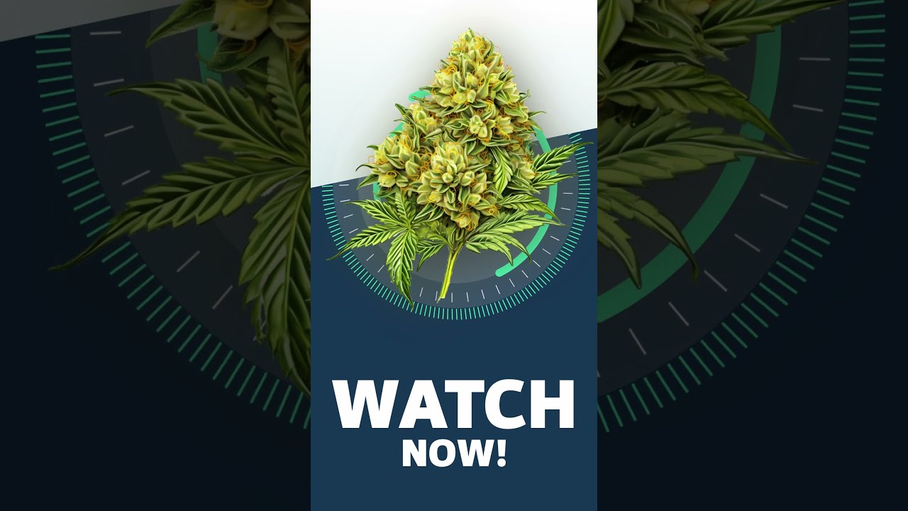 WATCH NOW! - Super Lemon Haze Strainview
