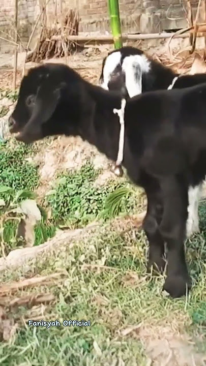 Suara anak kambing memanggil induknya #goat #shorts #goatfarming