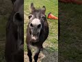 تعله يا حماره اقولك تعله يا حماره اقولك