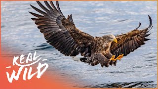 Kings Of The Sky: America's Incredible Wild Birds | Wild America | Real Wild