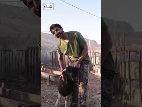 البلدي أبو لية الأقرب لقلوب الأردنيين