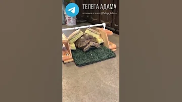 Зачем тортилья чешет панцирь #Shorts