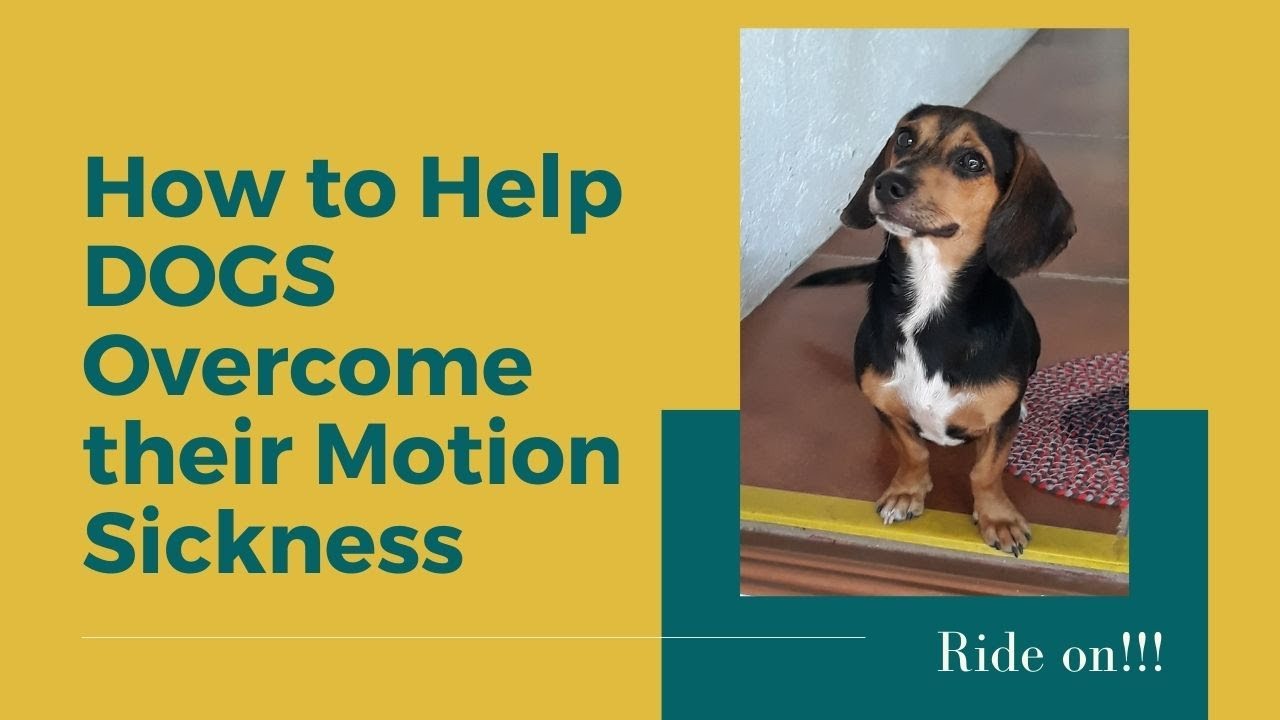 How to help DOGS Car Motion Sickness YouTube
