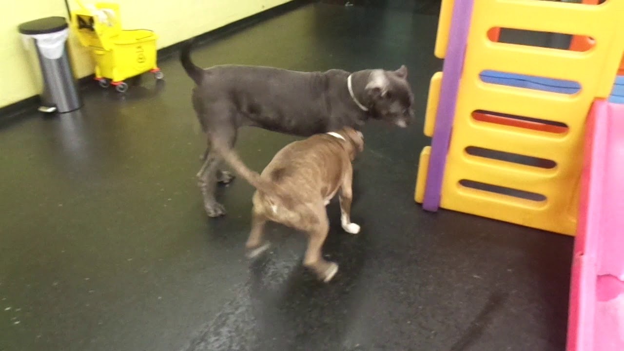 The Barking Lot 11/13/17 MAH01587 YouTube