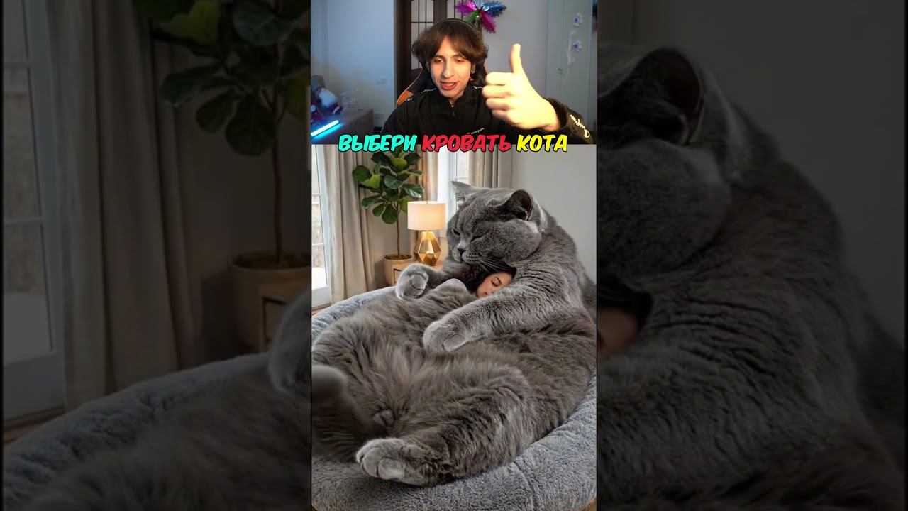 Выбери Кровать Кота... 😴