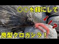 【イソメ超え】㊙餌で早春のカレイ釣り！【留萌管内　カレイ　投げ釣り】