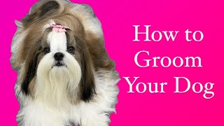 How to Groom your Dog