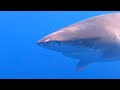 Scuba Diving with Sharks - Liveaboard (Hurghada-Safaga-Marsa Alam) Red Sea - Egypt ''Coastal Trip''